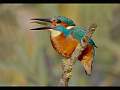 Mallet Cup (Natural History) - Kingfisher Tossing Stickleback by Charles Whitfield-King